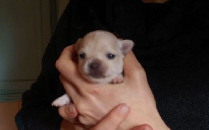 Via Spedona - SUPER CHIOT POIL LONG DISPONIBLE