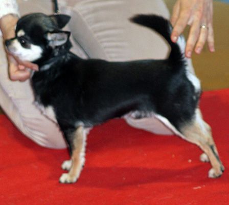 Via Spedona - CHAMPION INTERNATIONAL CHIHUAHUA A VENDRE